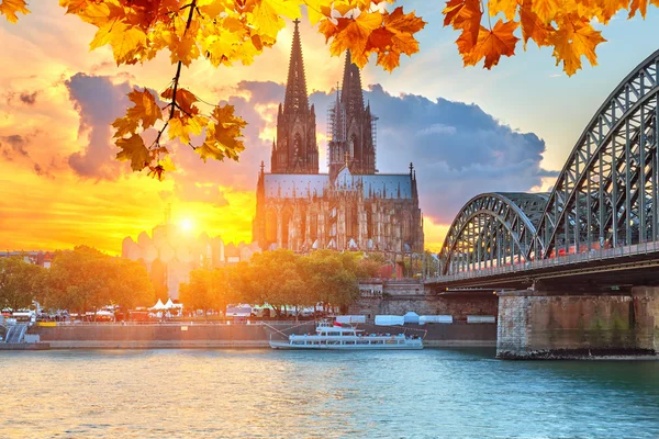 Busy do Niemiec Cologne